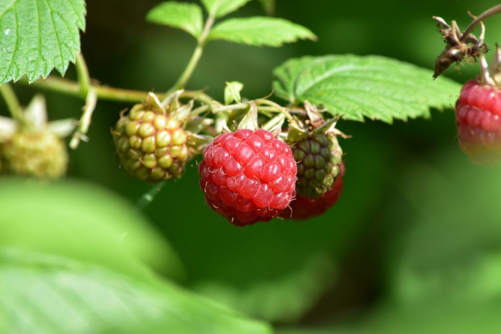 Raspberry Leaf Tea